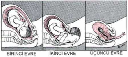 Dogumun-Evreleri-Nelerdir-4b_e70b5.jpg