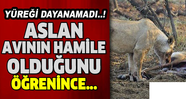 Aslan avının hamile olduğunu öğrenince